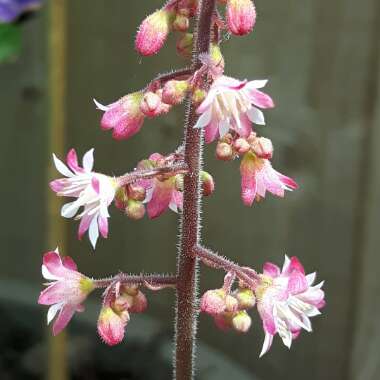 Heuchera 'Tapestry'