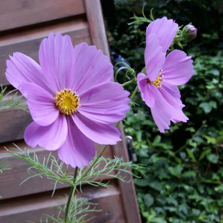 Plant image Cosmos 'Sonata Pink Blush'