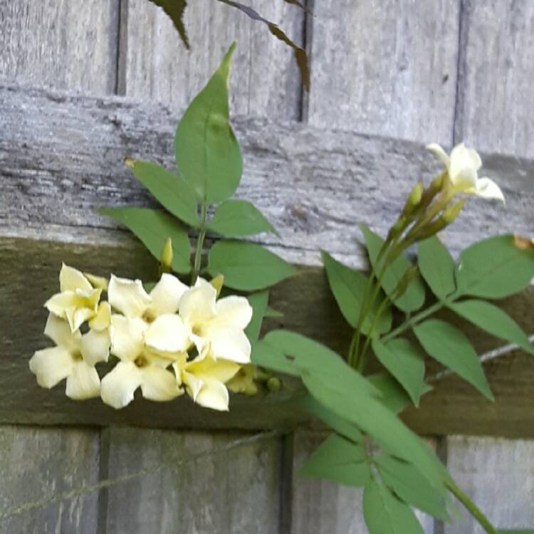 Plant image Jasminum officinale 'Clotted Cream' Syn. 'Devon Cream'