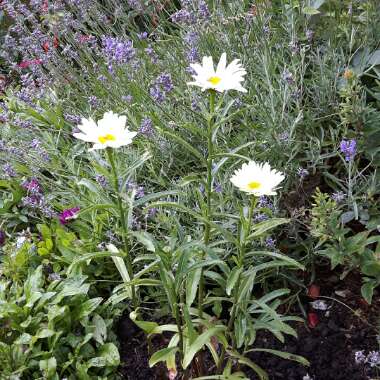 Leucanthemum x superbum 'Broadway Lights'