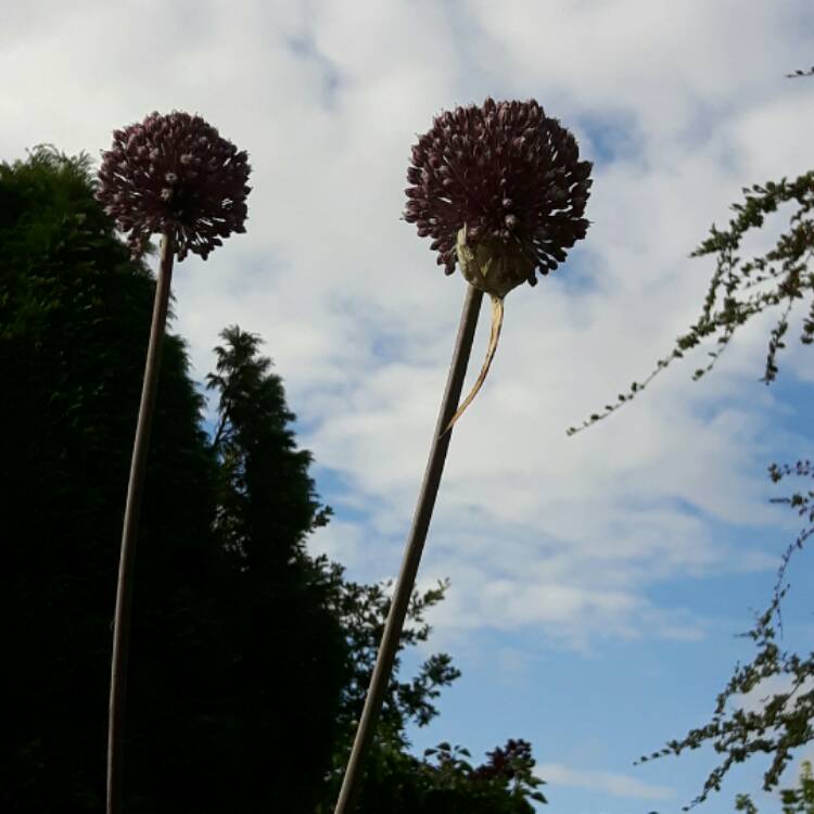 Plant image Allium 'Summer Drummer'