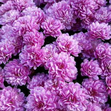 Chrysanthemum