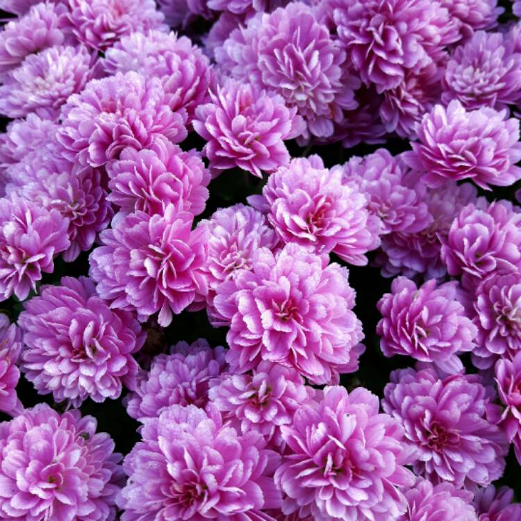 Plant image Chrysanthemum