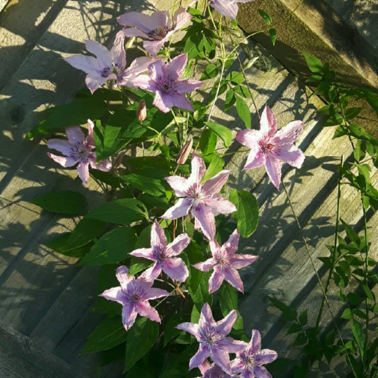 Plant image Clematis 'Hagley Hybrid'