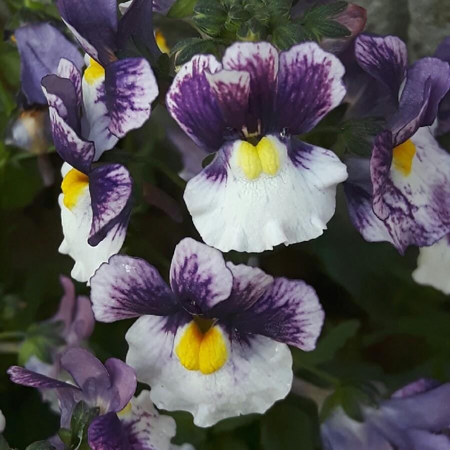 Plant image Nemesia 'Berries And Cream'