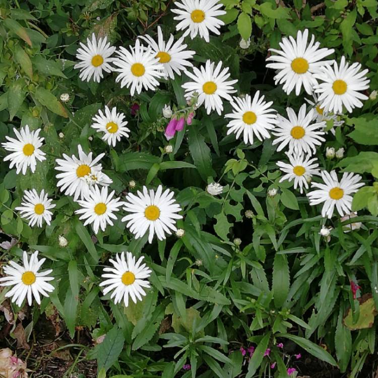 Plant image Leucanthemum x superbum 'Phyllis Smith'