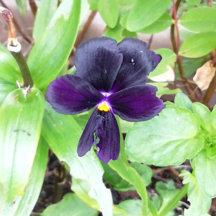 Plant image Viola Cornuta 'Black Jack'