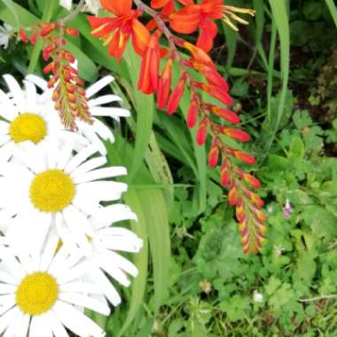 Shasta Daisy