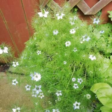 Love-in-a-mist 'Persian Jewels'