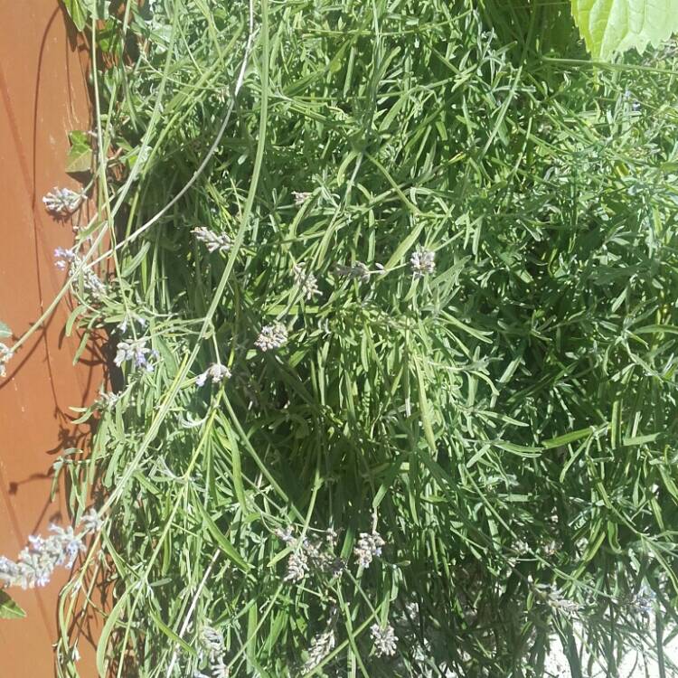 Plant image Lavandula stoechas 'Silver Anouk' (Anouk Series)