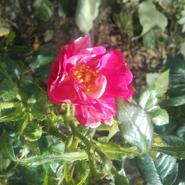 Plant image Rosa gallica 'Versicolor' syn. Rosa mundi, Rosa 'Mundi', Rosa mundi 'Versicolor'