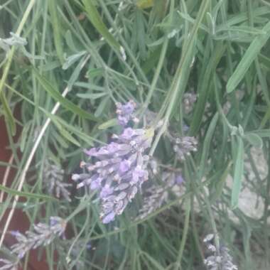 Lavandula stoechas 'Silver Anouk' (Anouk Series)