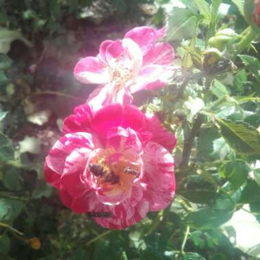 Rosa gallica 'Versicolor' syn. Rosa mundi, Rosa 'Mundi', Rosa mundi 'Versicolor'