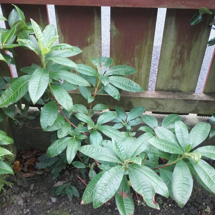 Plant image Rhododendron 'Orange Beauty'