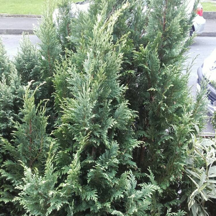 Plant image x Cuprocyparis leylandii