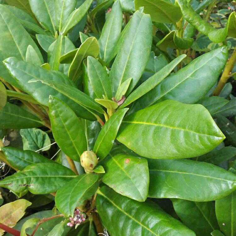 Plant image Rhododendron 'Cosmopolitan'