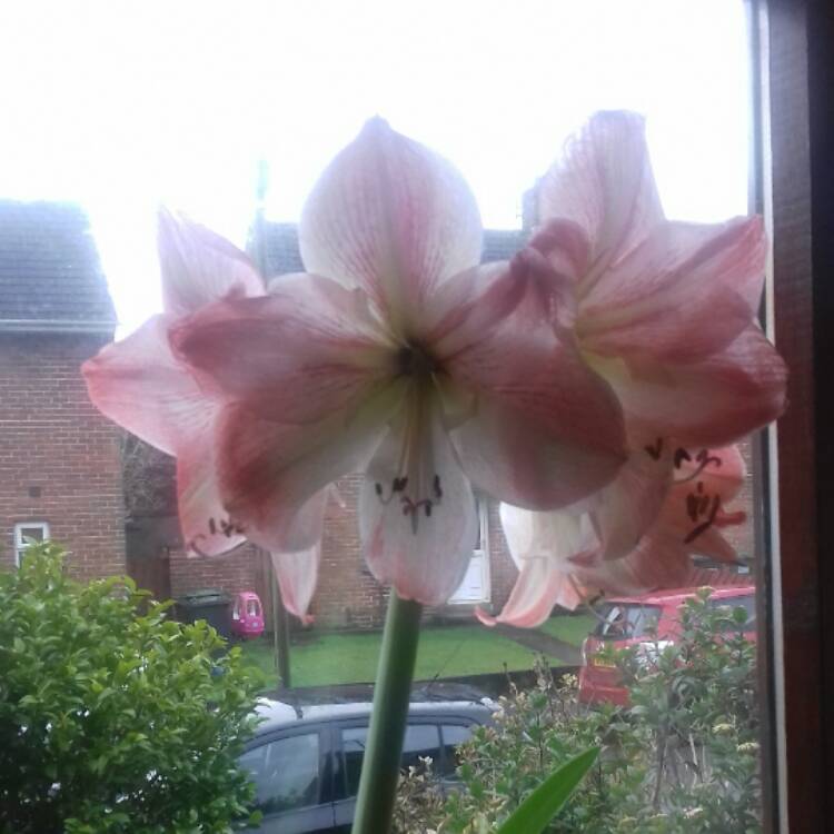 Plant image Hippeastrum (Galaxy Group) 'Apple Blossom'