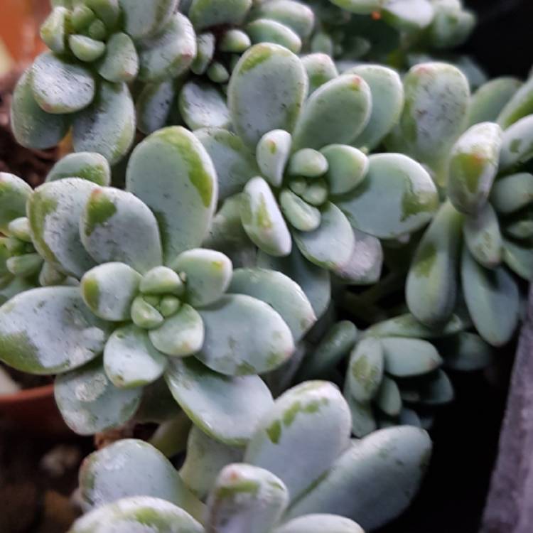 Plant image Echeveria Amoena