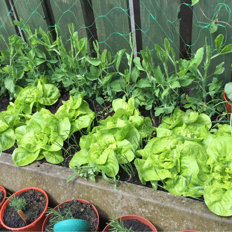 Lettuce 'Little Gem' (Cos/Romaine)