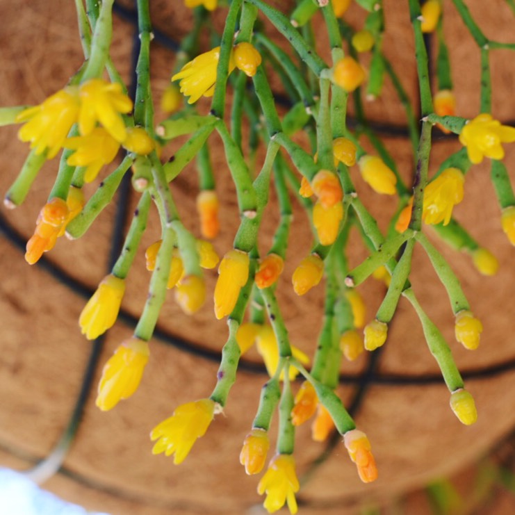 Plant image Rhipsalis Salicornioides