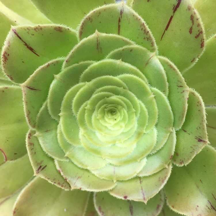 Plant image Aeonium Barbatum