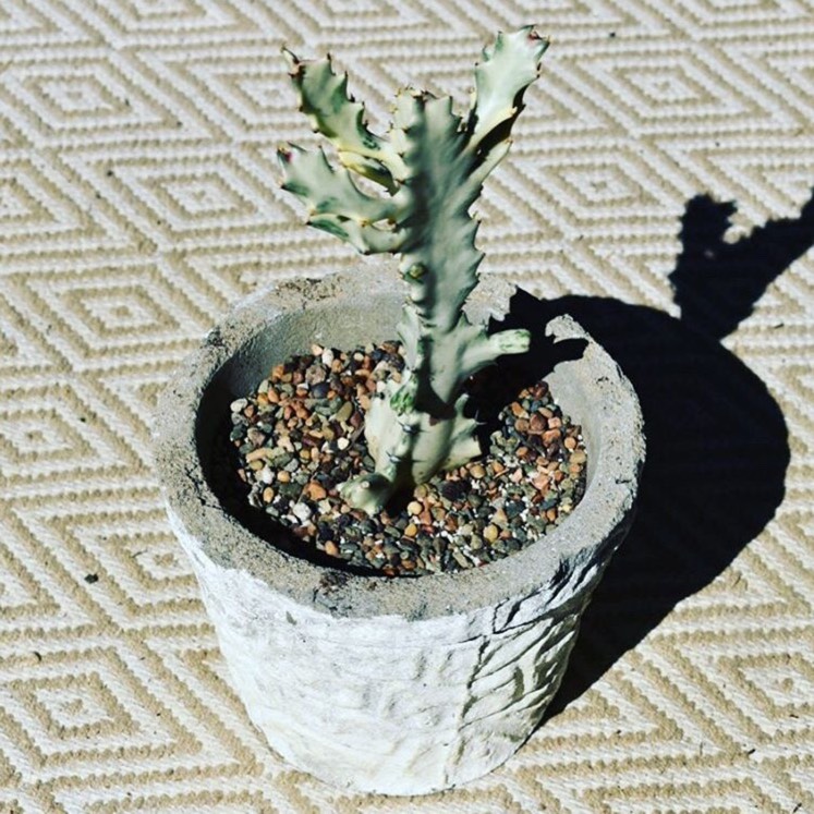 Plant image Euphorbia lactea 'White Ghost'