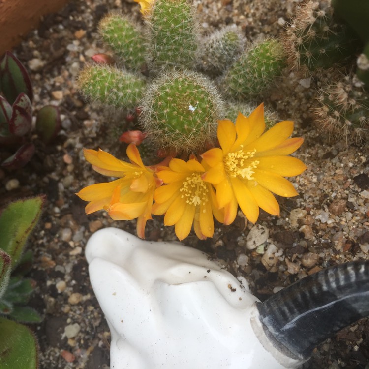 Plant image Rebutia fabrisii var. aureiflora