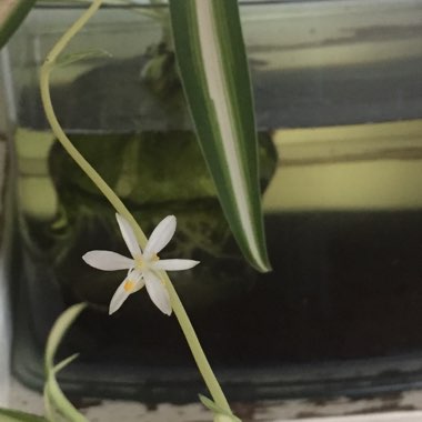 Spider Plant 'Bonnie'