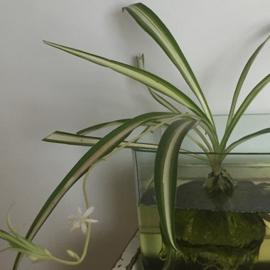 Spider Plant 'Bonnie'