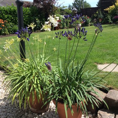 African Lily 'Stargazer'