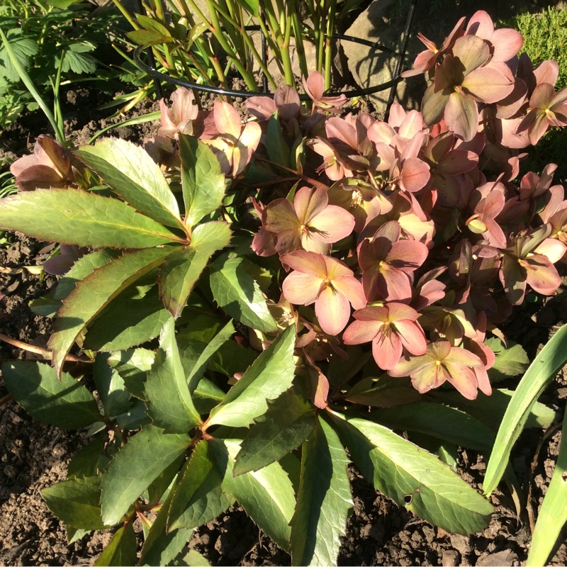 Plant image Helleborus x sternii 'Boughton Beauty'