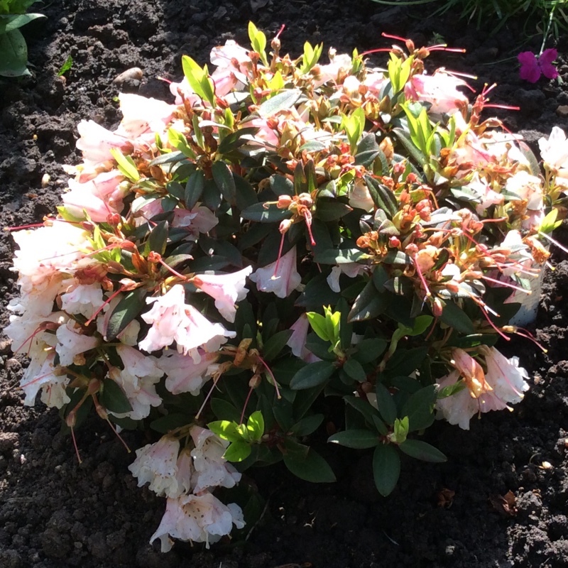 Plant image Rhododendron 'Wee Bee'