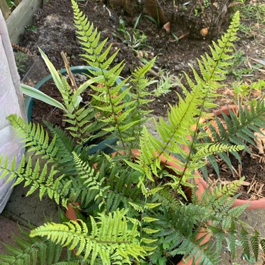 Dryopteris