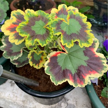 Pelargonium 'Contrast'