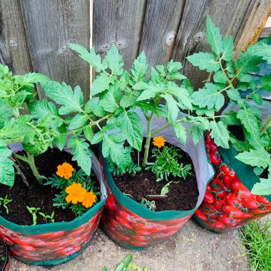 Solanum lycopersicum  syn. Lycopersicon lycopersicum