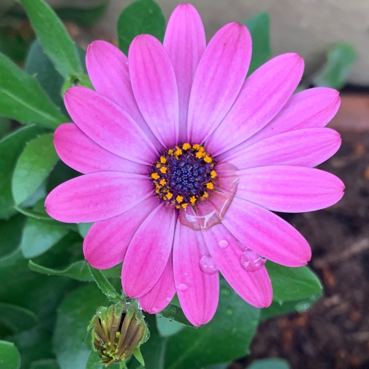 Plant image Osteospermum ecklonis 'Daisy Mae' Mix