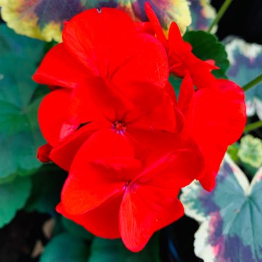 Geranium