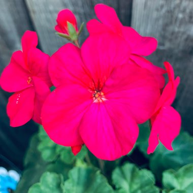 Geranium