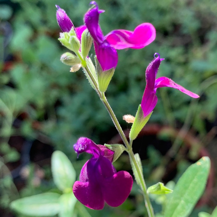 Plant image Salvia greggii 'Blue Note'