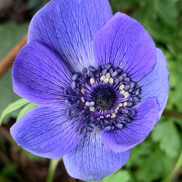 Plant image Anemone coronaria De Caen 'HarmonyPearl'