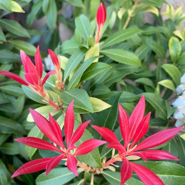 Pieris japonica 'Valley Fire'