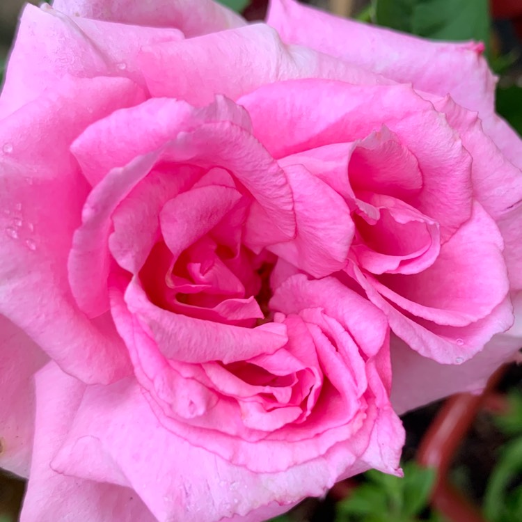 Plant image Rosa 'Zephirine Drouhin'