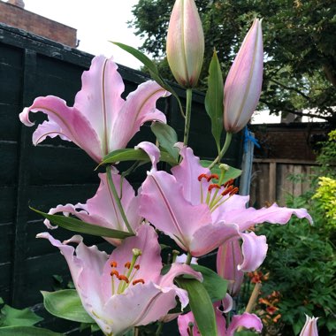 Lilium (Asiatic)