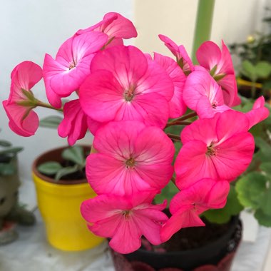 Cranesbill (Geranium)