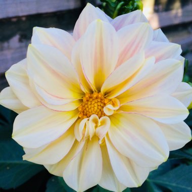 Dahlia