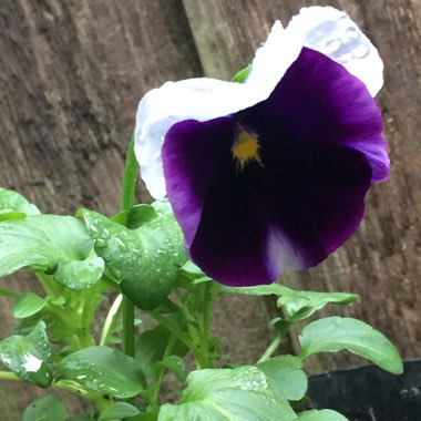 Viola x wittrockiana