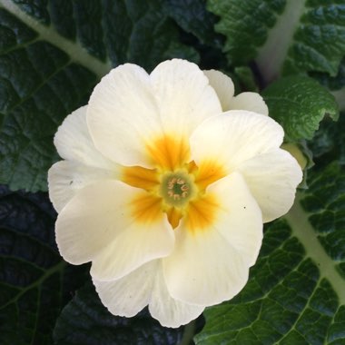 Primula