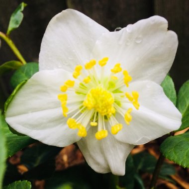 Helleborus