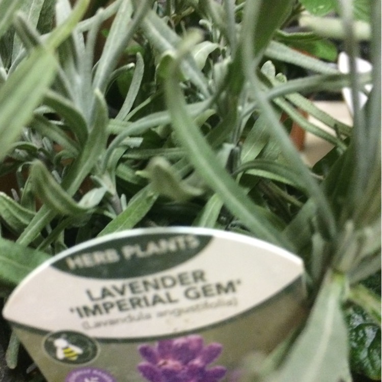 Plant image Lavandula angustifolia 'Imperial Gem'