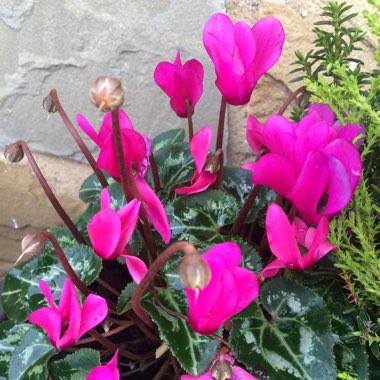 Cyclamen